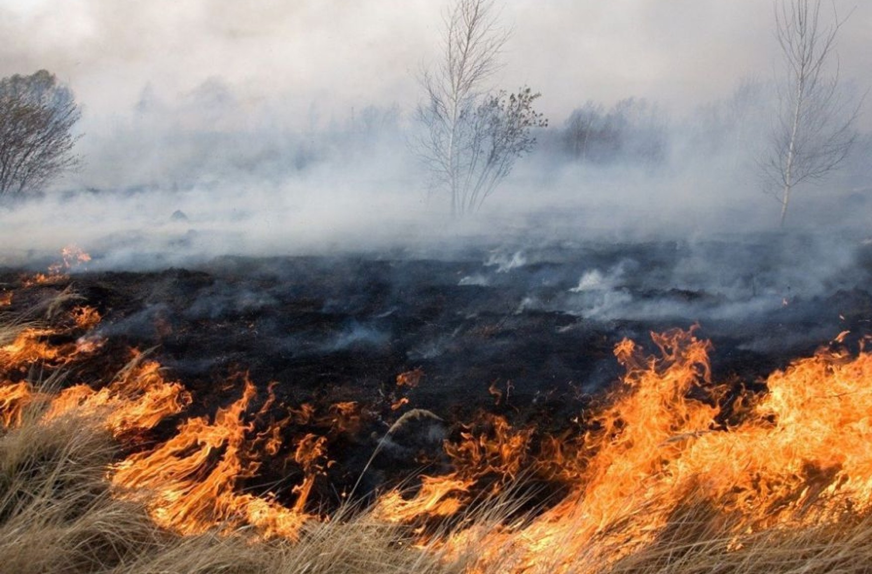 «Пожежники працюють на знос, але ситуація з сезонними спалахами погіршується», - представник Greenpeace про пожежі на Півдні Росії