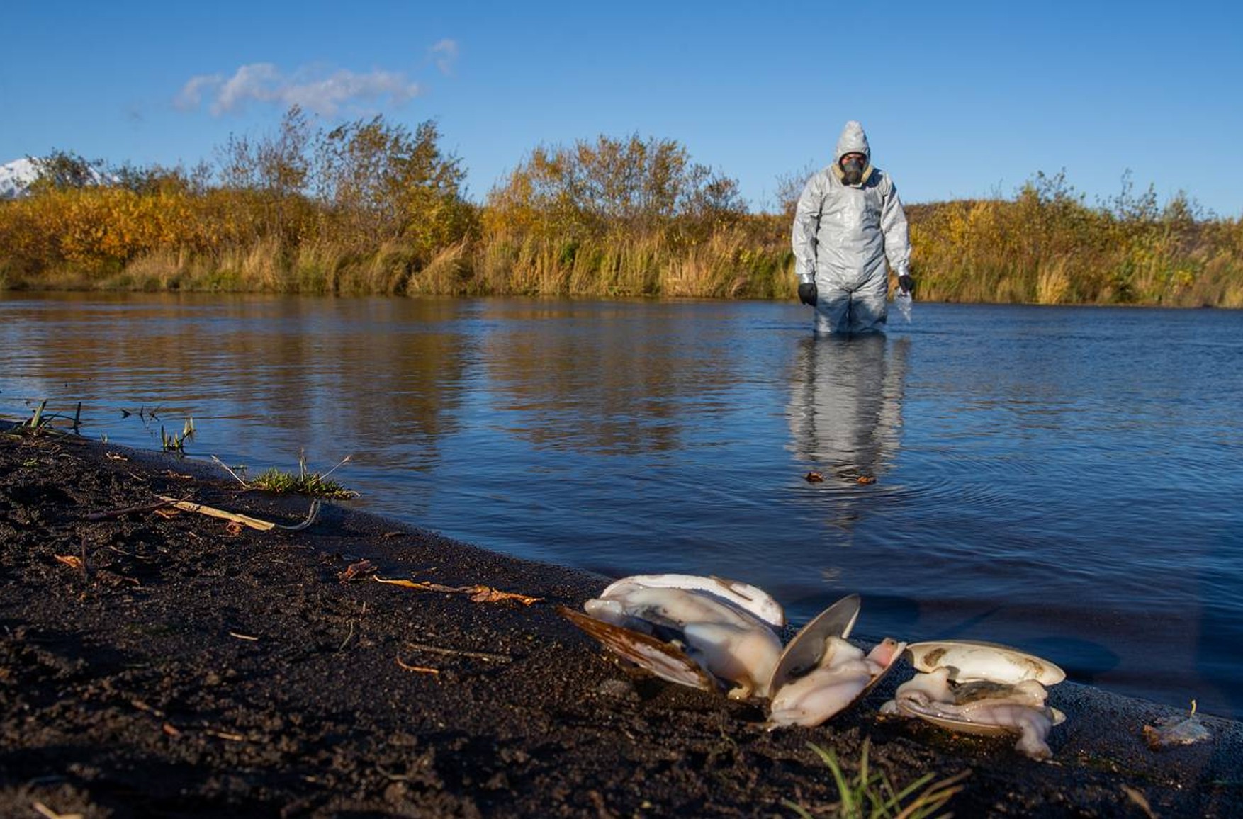 У водосховищі аршанов-Зельмень в Калмикії масово загинула риба. СК проводить перевірку