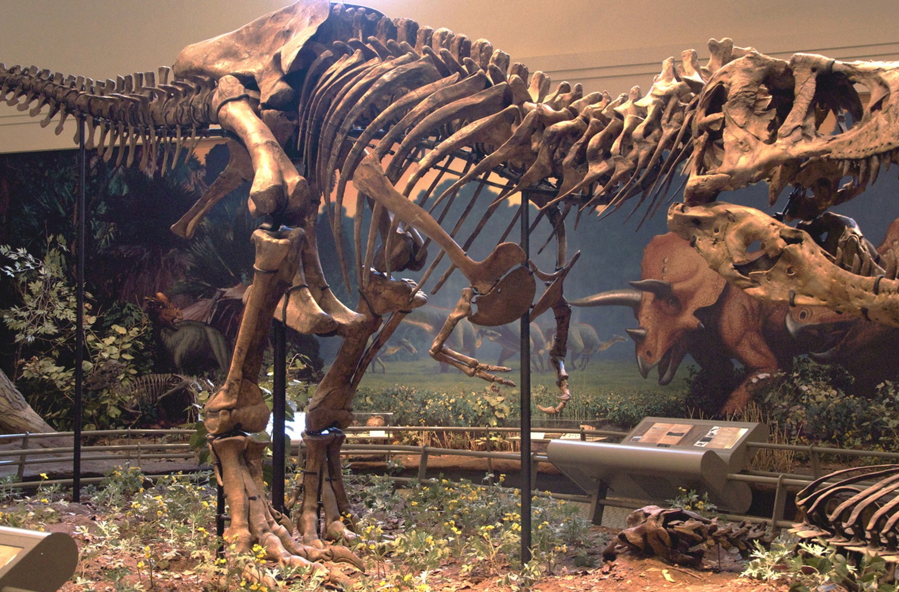Скелет тиранозавра рекса продали на торгах Christie's за рекордні $ 32 млн