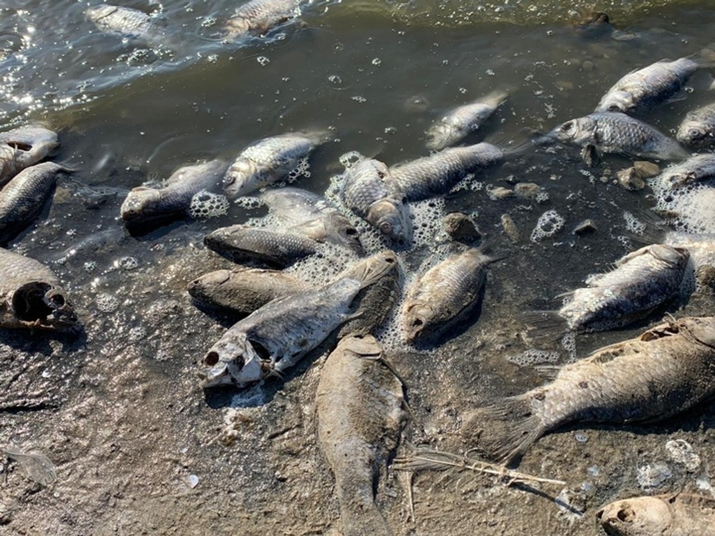 Прокуратура республіки: Причина масової загибелі риби в Калмикії - зниження рівня води