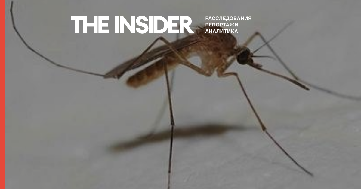 В Антарктиді через людський фактор вперше з'явилися звичайні комарі