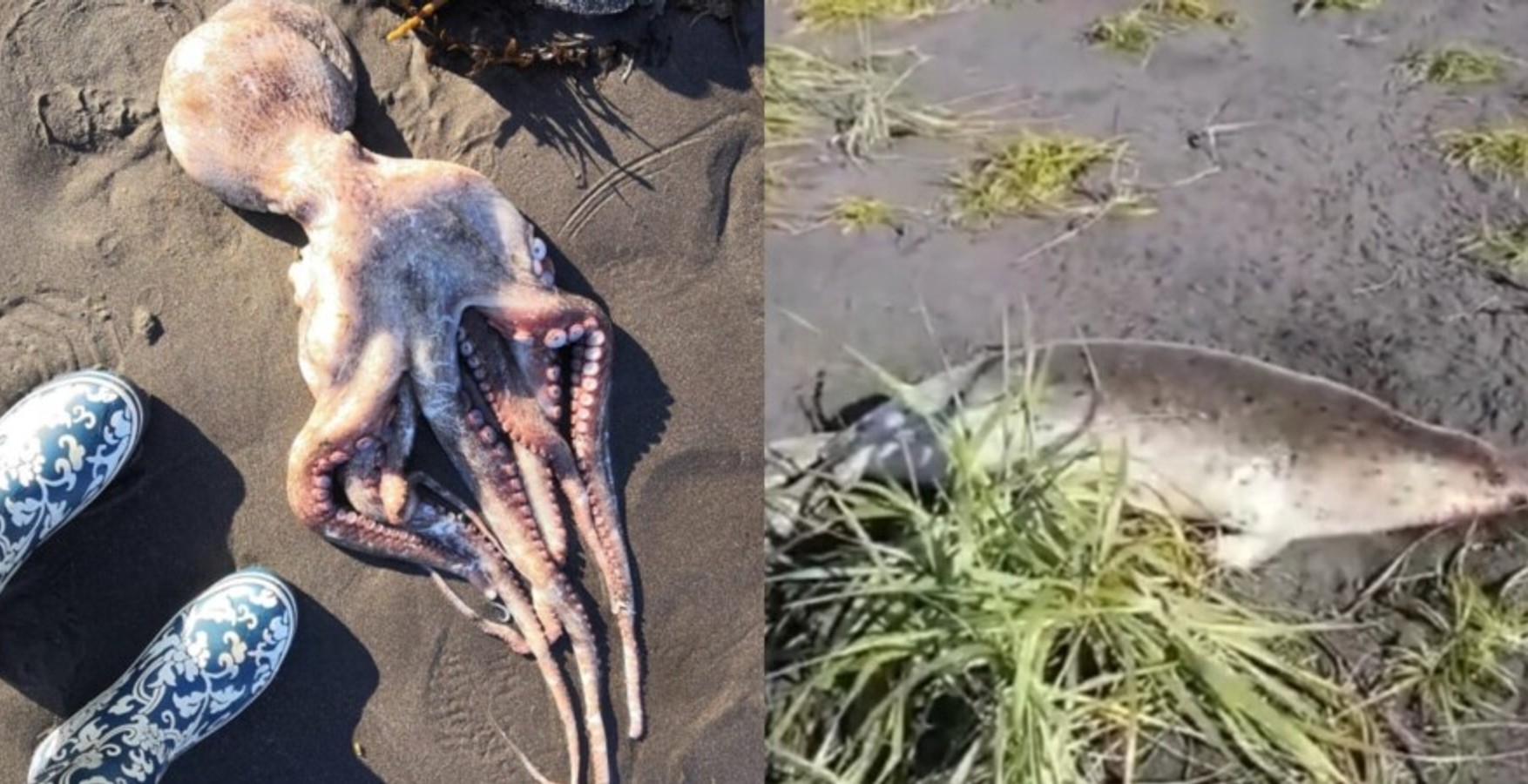 Уряд Камчатського Краї не побачив проблем з узбережжям, на якому жителі знайшли трупи тварин: «Колір і запах води нормальні»