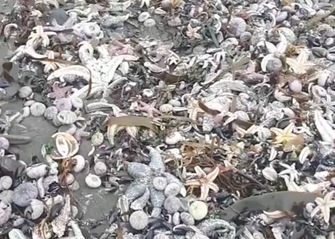 Через екологічну катастрофу на Камчатці гинуть тисячі морських тварин, серфери отримали отруєння