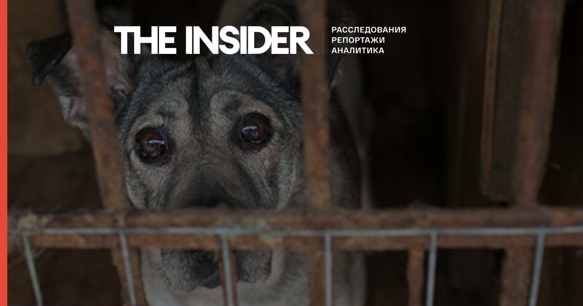 У Росії введуть нові штрафи за жорстоке поводження з тваринами, в тому числі в зоопарках і цирках