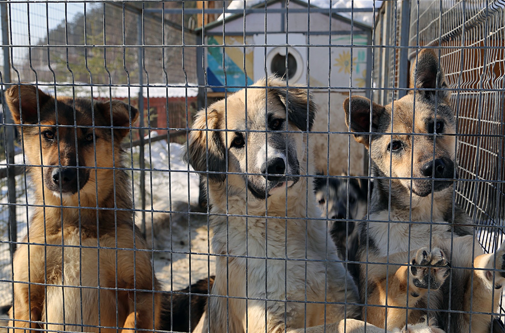 Зоозахисники звинуватили Іркутський притулок у вбивстві 50 тисяч собак і кішок