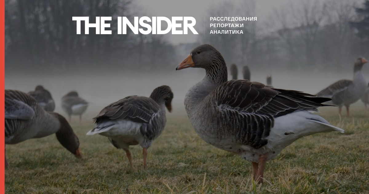 В Англії зафіксували спалах пташиного грипу у диких птахів на тлі починається в Європі епідемії домашніх тварин