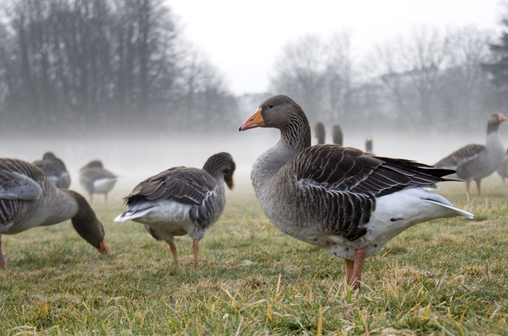 В Англії зафіксували спалах пташиного грипу у диких птахів на тлі починається в Європі епідемії домашніх тварин