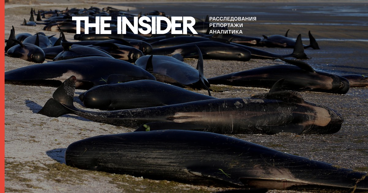 У Новій Зеландії більше сотні дельфінів викинулися на берег