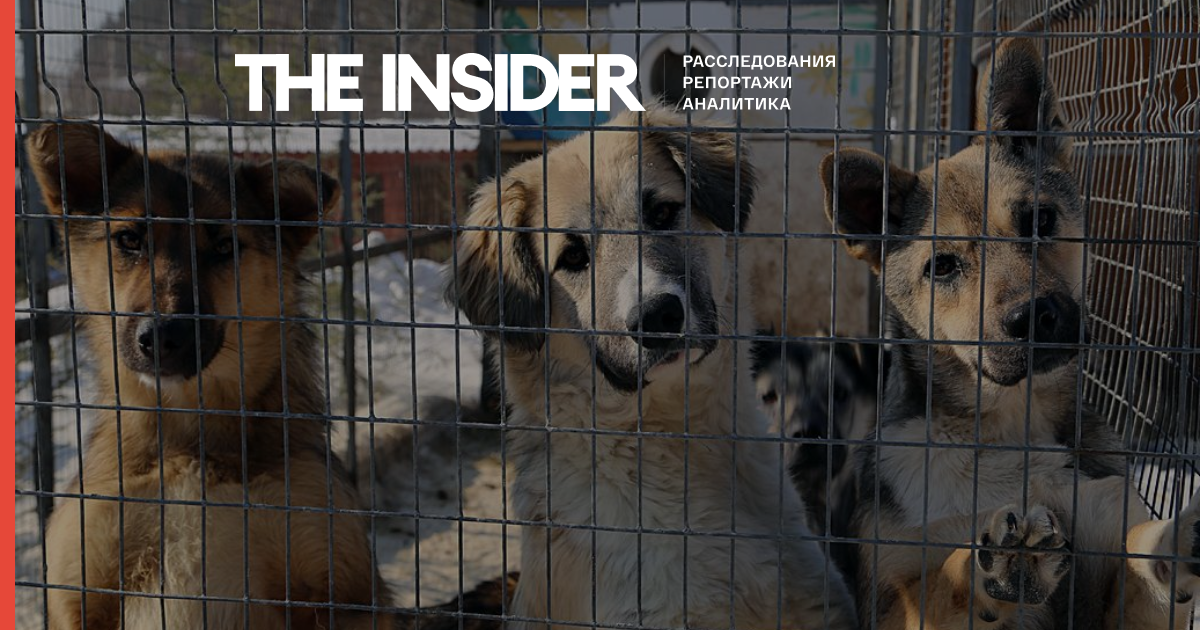 Зоозахисники звинуватили Іркутський притулок у вбивстві 50 тисяч собак і кішок