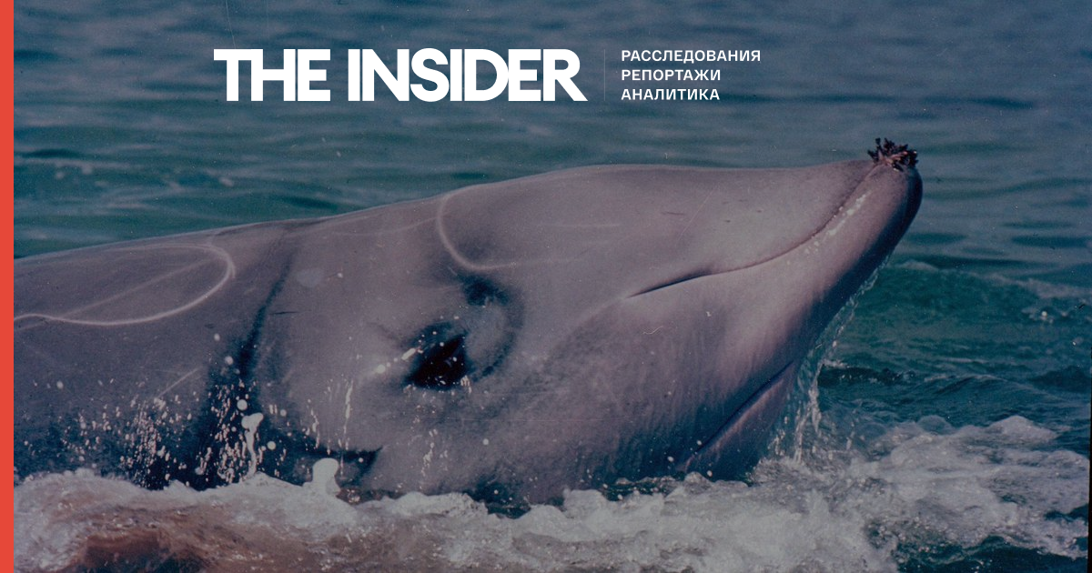 Вчені виявили біля берегів Мексики невідомих китів. Ймовірно, це новий вид