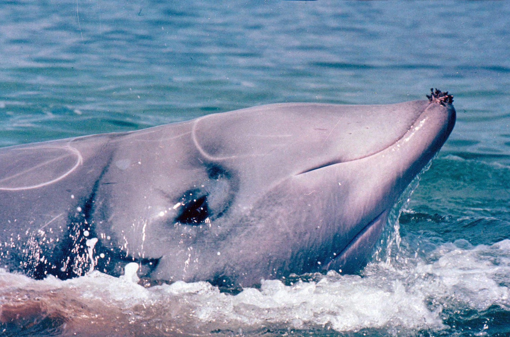 Вчені виявили біля берегів Мексики невідомих китів. Ймовірно, це новий вид