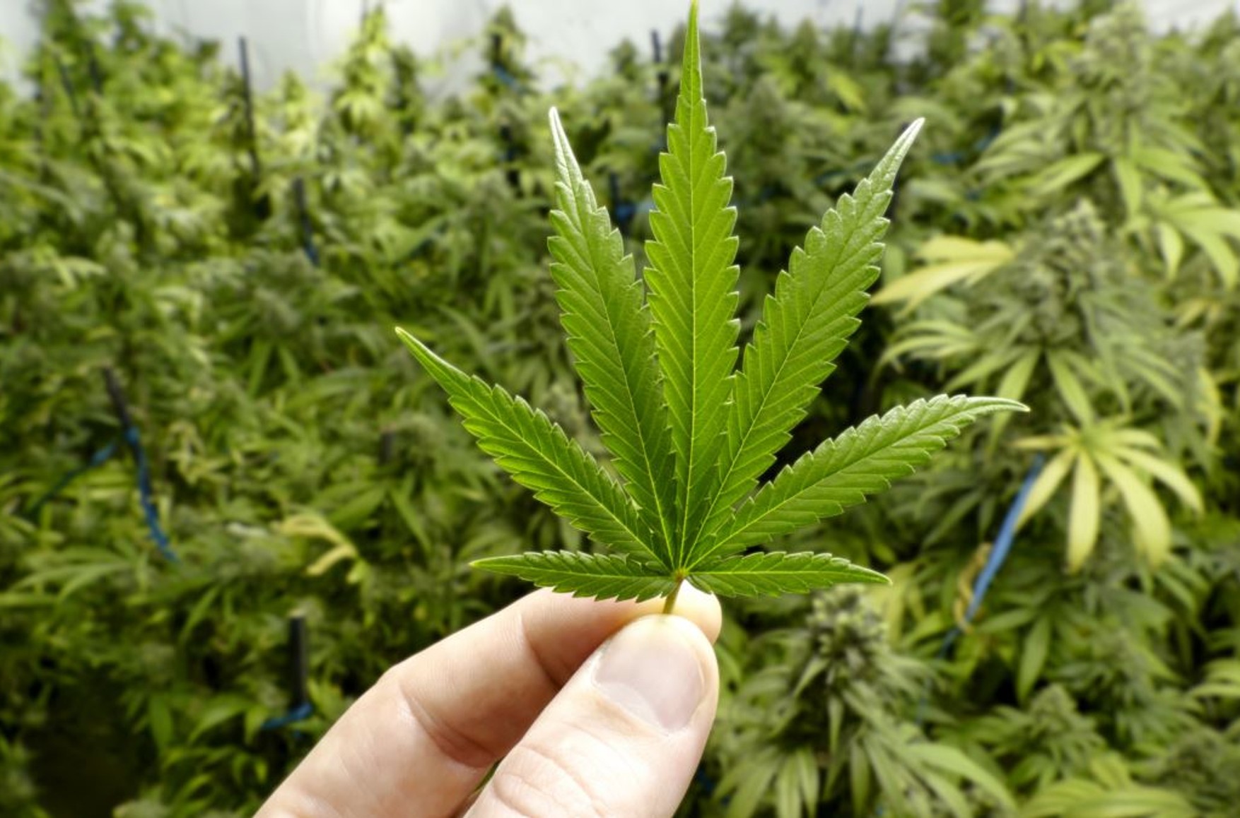 Палата представників Конгресу США прийняла законопроект про декриміналізацію марихуани