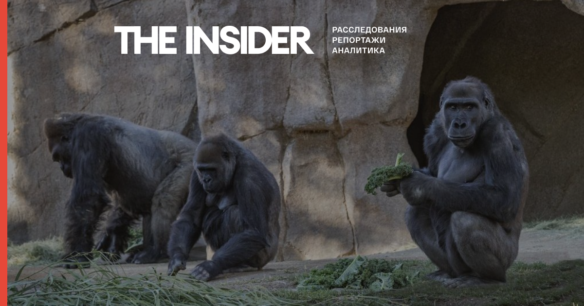 У зоопарку в Сан-Дієго горили заразилися коронавірусів