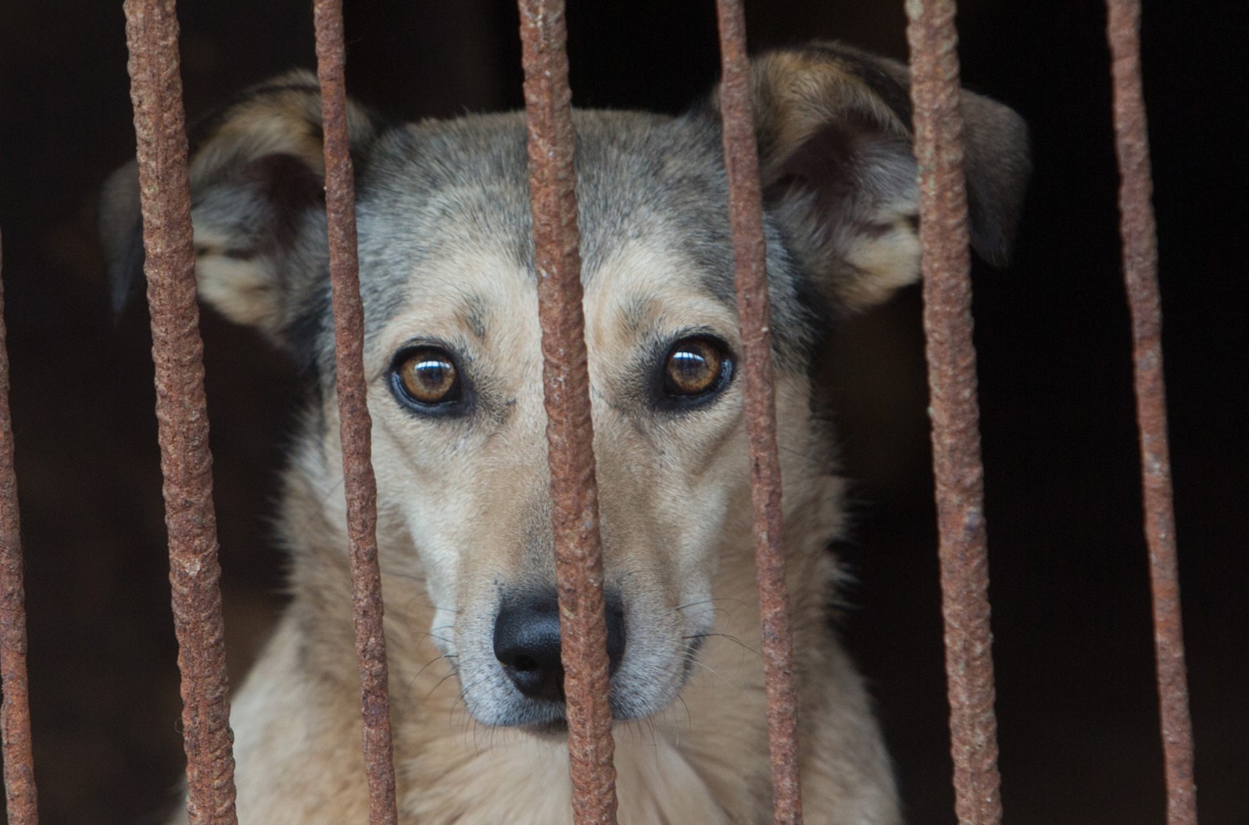 В Іркутській області порушили справу про жорстоке поводження з тваринами після повідомлень про вбивства 50 тисяч собак