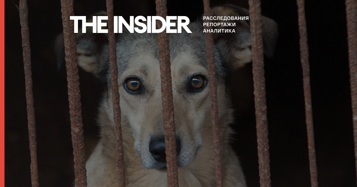 В Іркутській області порушили справу про жорстоке поводження з тваринами після повідомлень про вбивства 50 тисяч собак