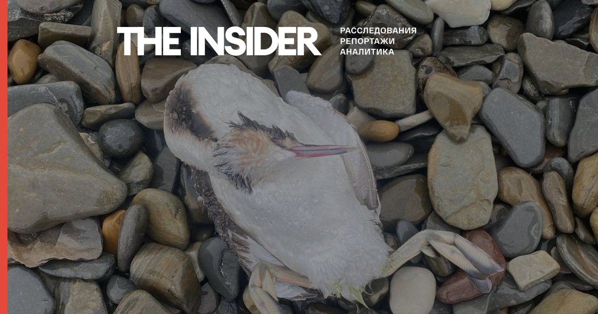 Жителі Краснодарського краю повідомили про масову загибель птахів і дельфінів на узбережжі Чорного моря