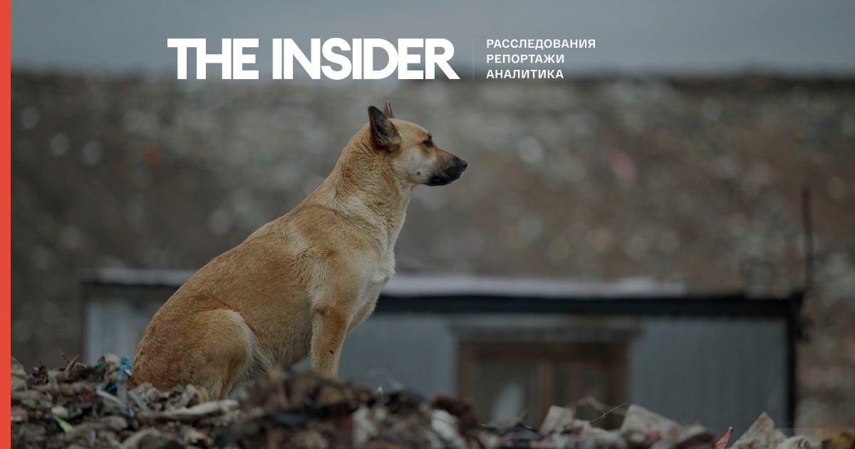 В Оренбурзі масово загинули бездомні собаки після нападів на людей. Городяни погрожували самосудом над тваринами через бездіяльність влади
