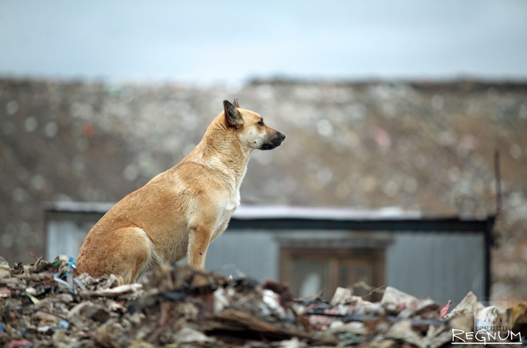 В Оренбурзі масово загинули бездомні собаки після нападів на людей. Городяни погрожували самосудом над тваринами через бездіяльність влади