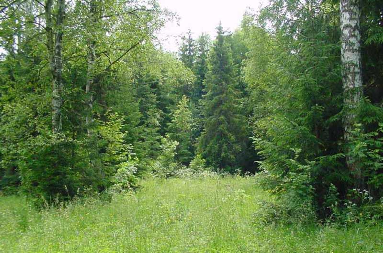 У Петербурзі заборонили відвідувати ліси до середини літа