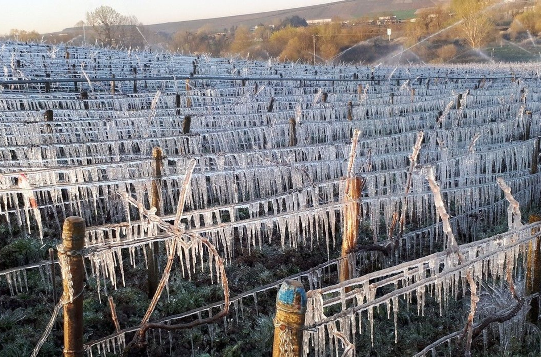 Через заморозки у Франції цього року вироблять на третину менше вина