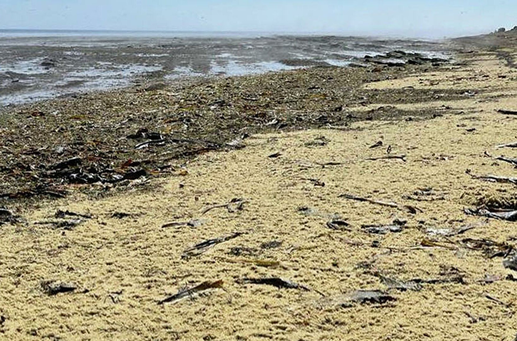 На Сахаліні шторм викинув на берег кілька тонн ікри, яку місцеві використовують як добриво