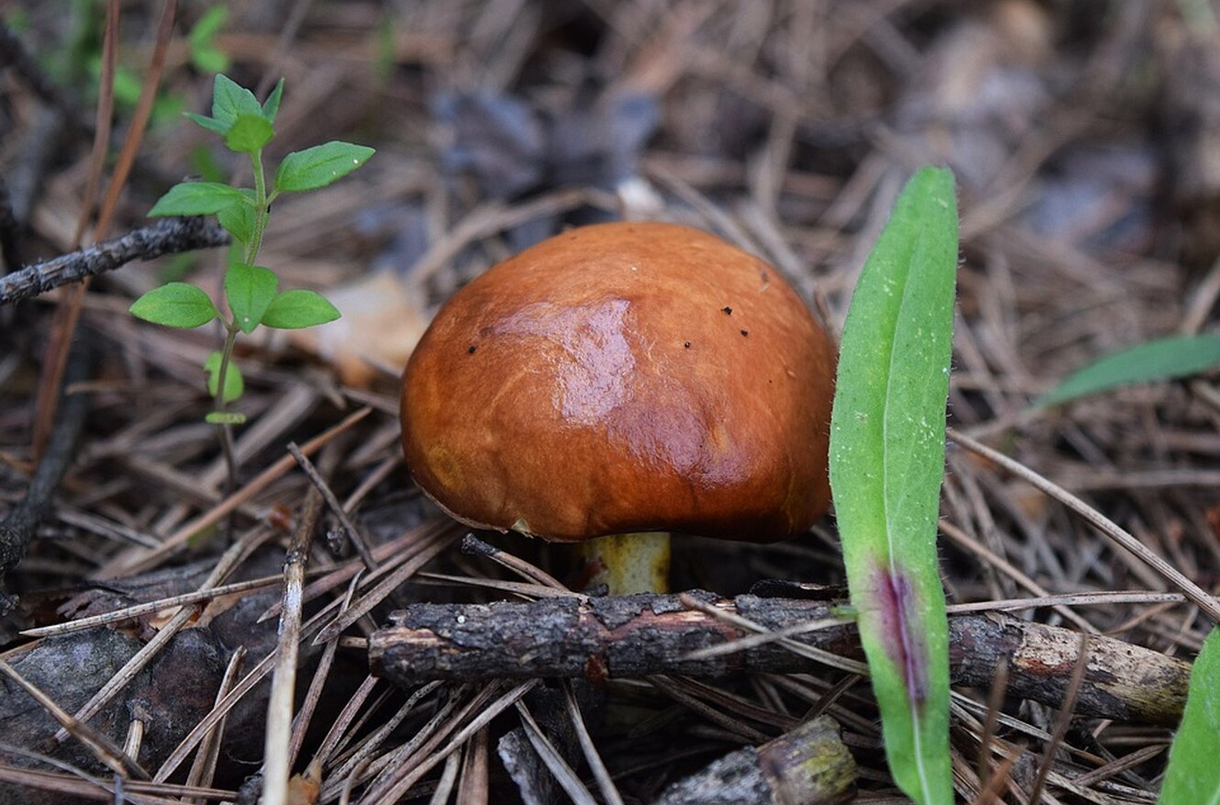 У Росії ввели вимоги до розмірів грибів для збору. Лисички, опеньки і маслюки повинні бути більше 1,5 см в діаметрі