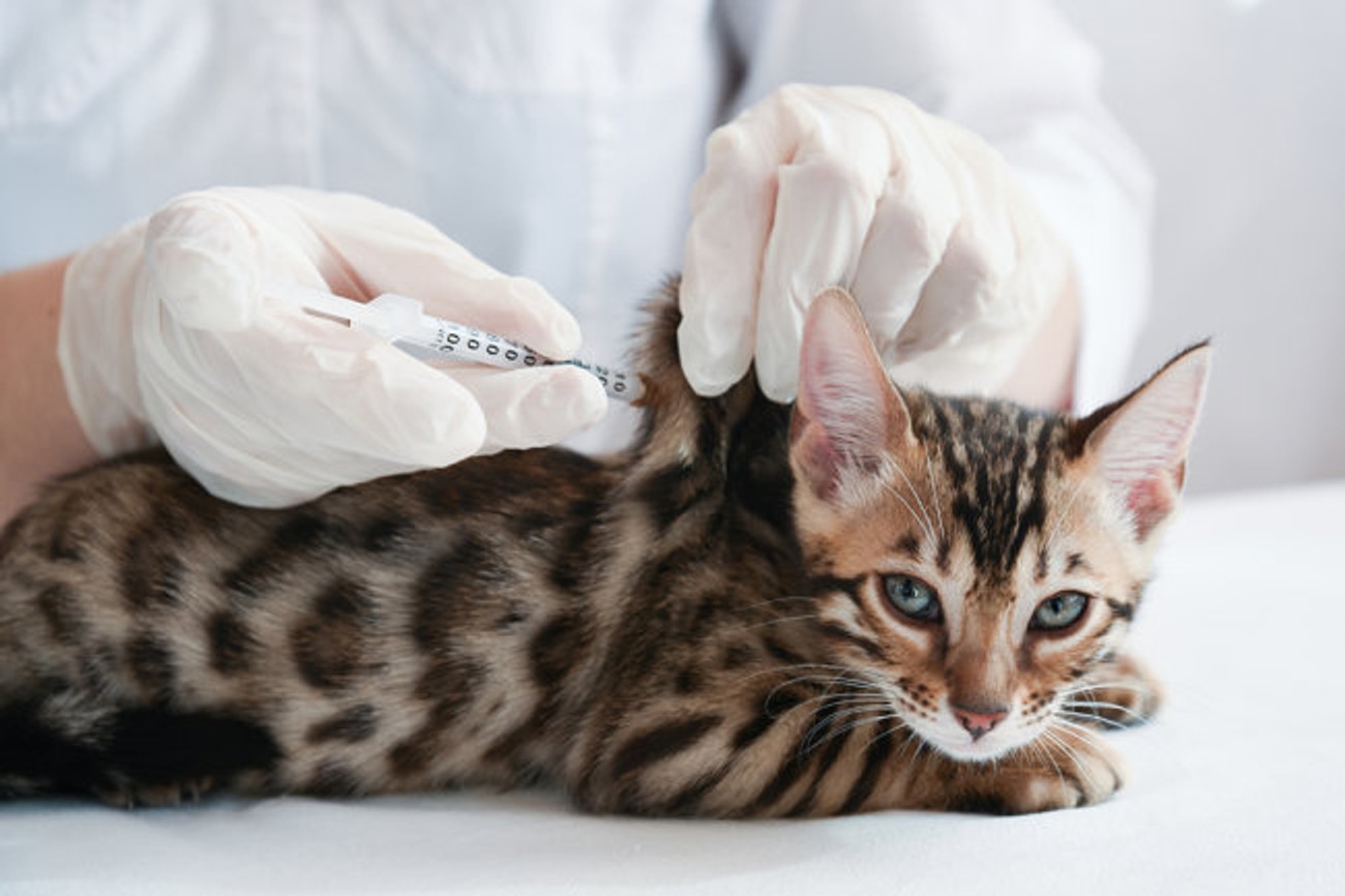 У Росії почали вакцинувати домашніх тварин від коронавируса