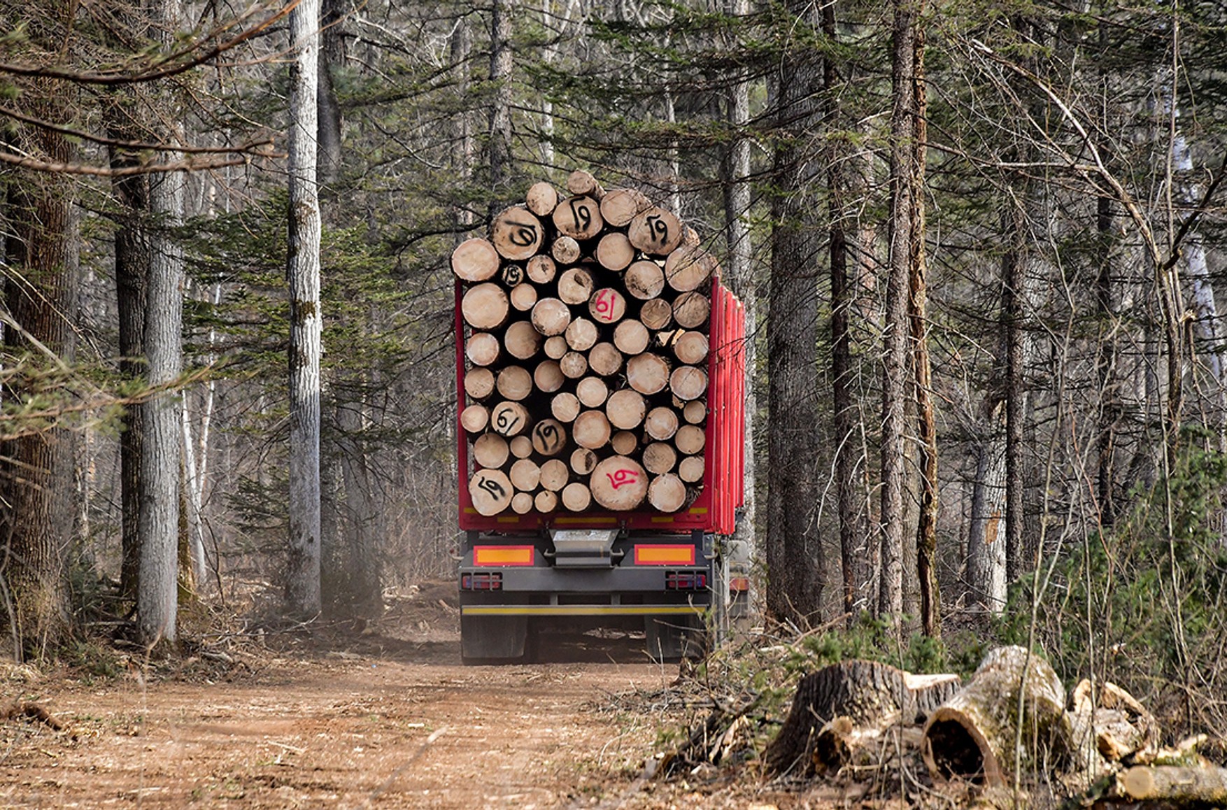 В Іркутській області депутат законодавчих зборів незаконно вирубує тайгу і продає деревину компанії IKEA