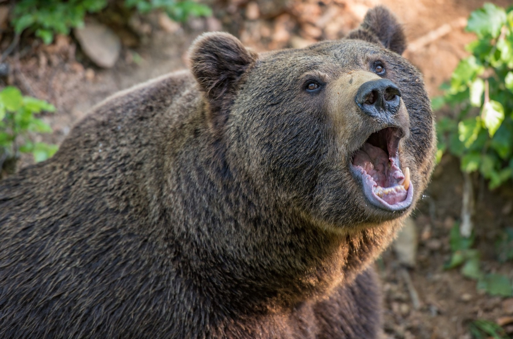 У Красноярському краї знайдено тіло туриста, розтерзаного ведмедем в нацпарку «Ергаки»