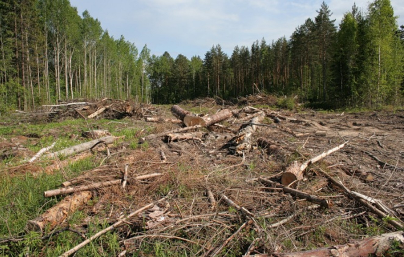 ЗМІ: Іркутський депутат зі списку Forbes причетний до найбільшої незаконну вирубку лісу