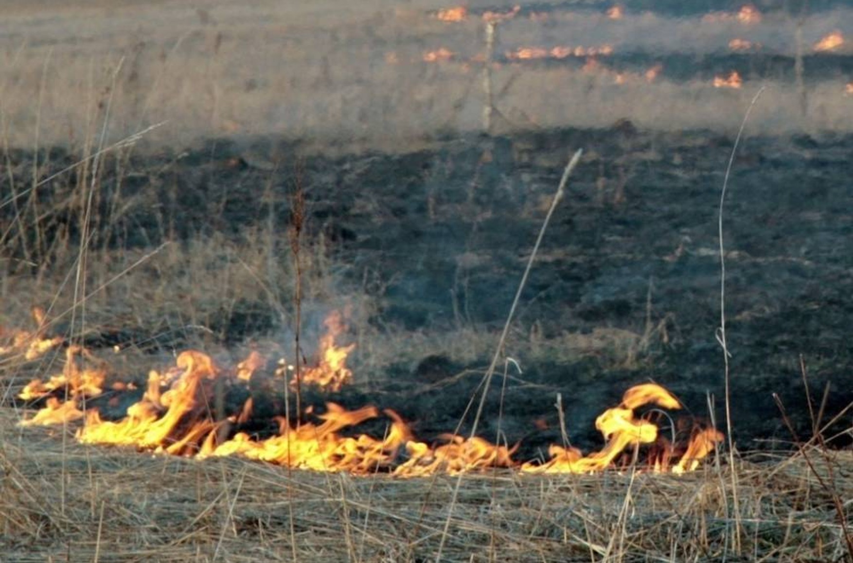У Тольятті ввели режим НС через пожежу в міському лісництві - відео