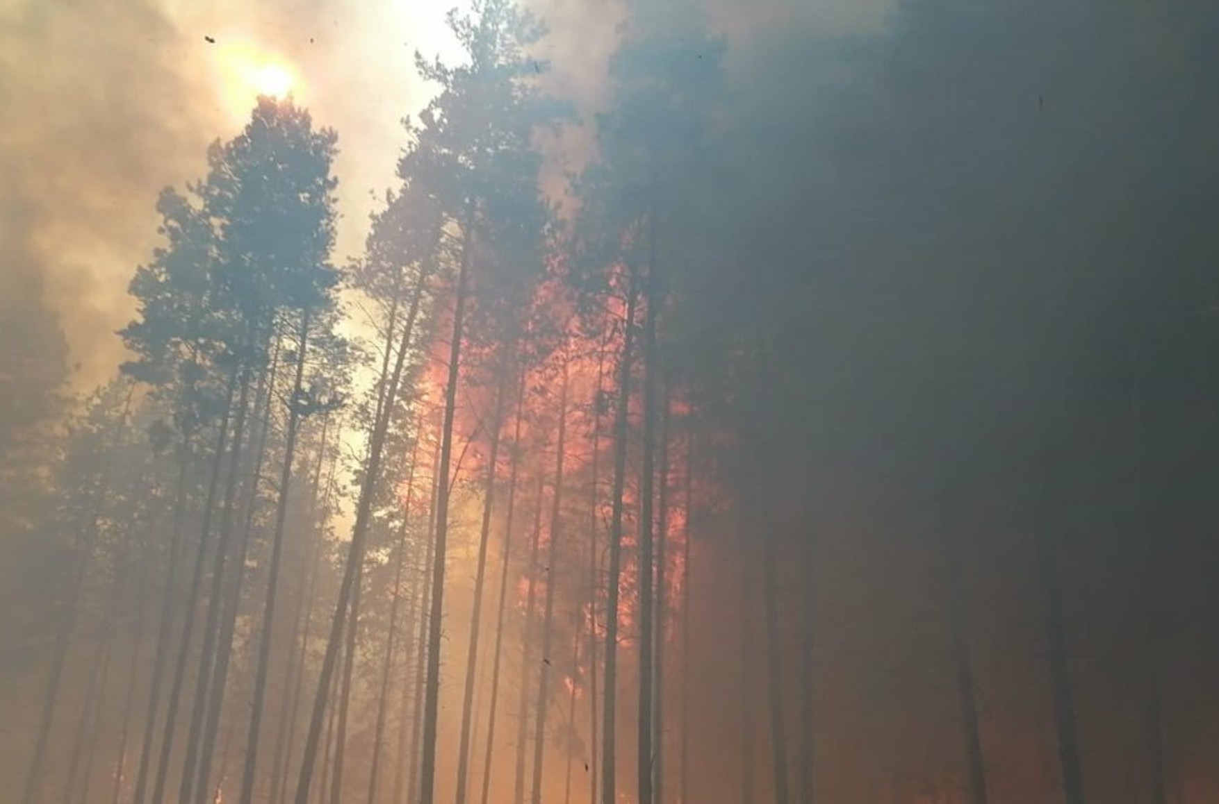 Понад 600 людей евакуювали з санаторіїв в Марій Ел через лісову пожежу