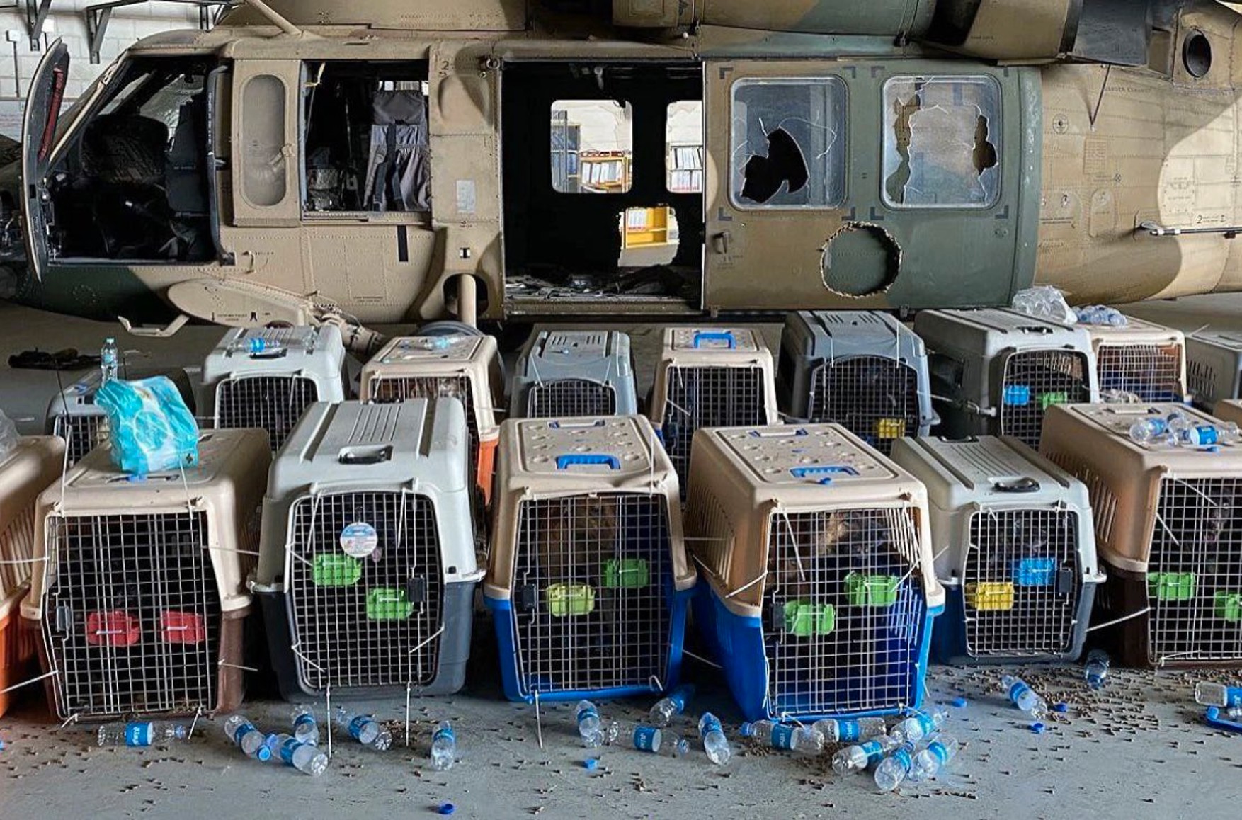 Американські військові при евакуації з Афганістану кинули десятки службових собак