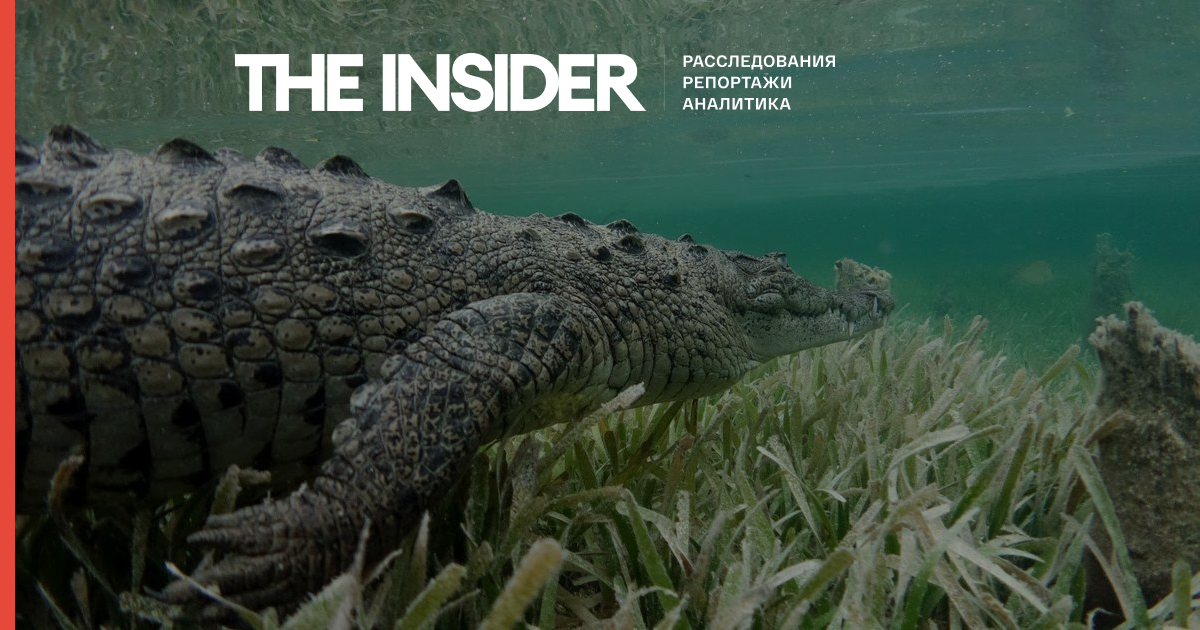 У кар'єрі в Херсонській області України виявили півтораметрового крокодила. Він з'їв качку і налякав відпочиваючих