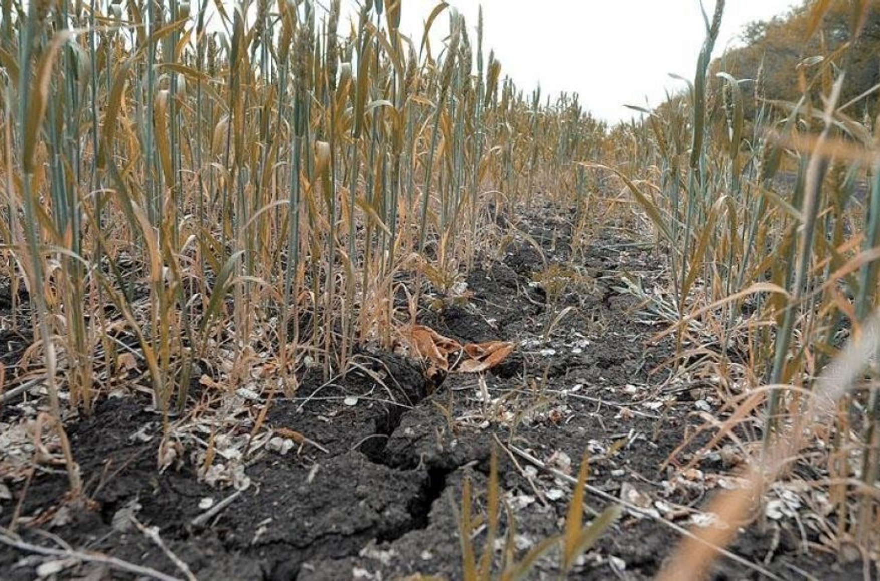 У Чувашії через посуху і загибелі майже половини врожаю ввели режим НС