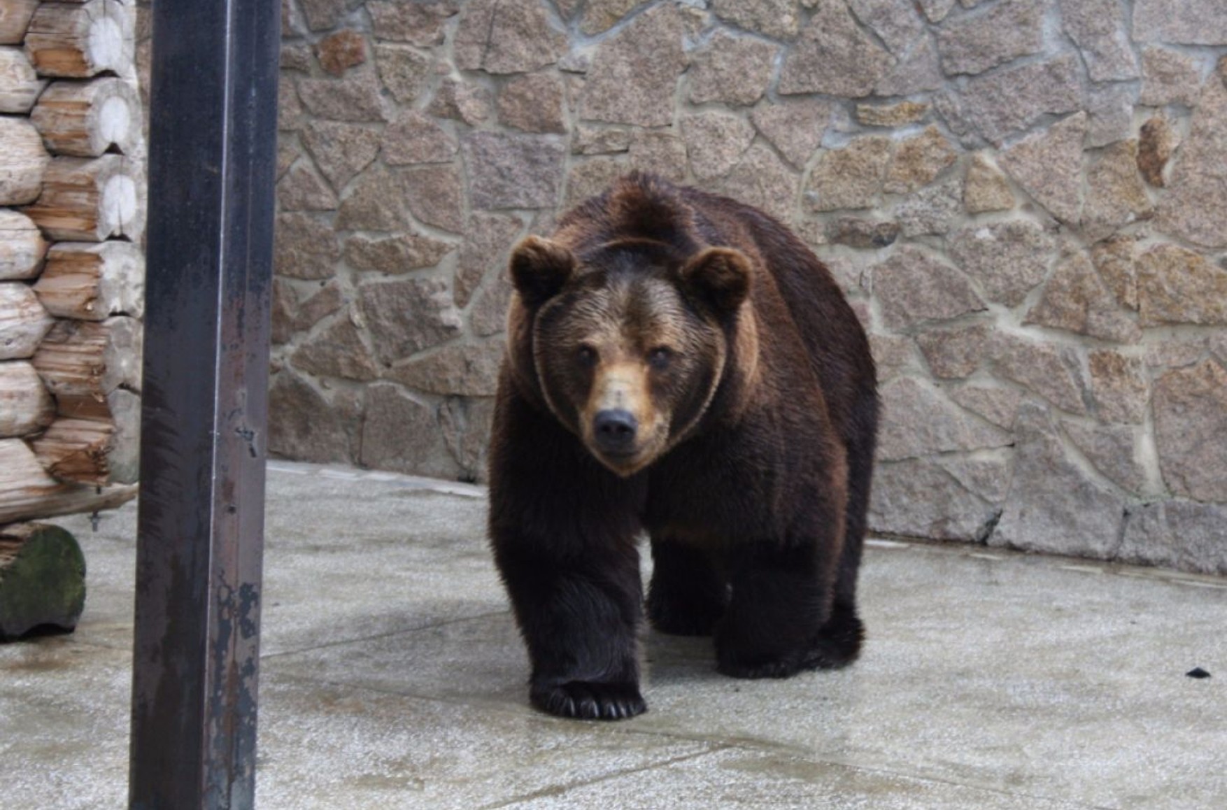 У зоопарку Челябінська отруїли бурих ведмедів. У цьому місяці там вже труїли інших тварин
