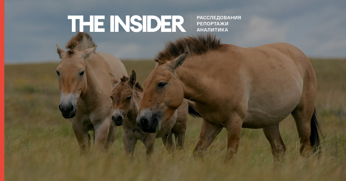 У Росії визнали ймовірно зниклими 11 видів тварин. Серед них - кінь Пржевальського