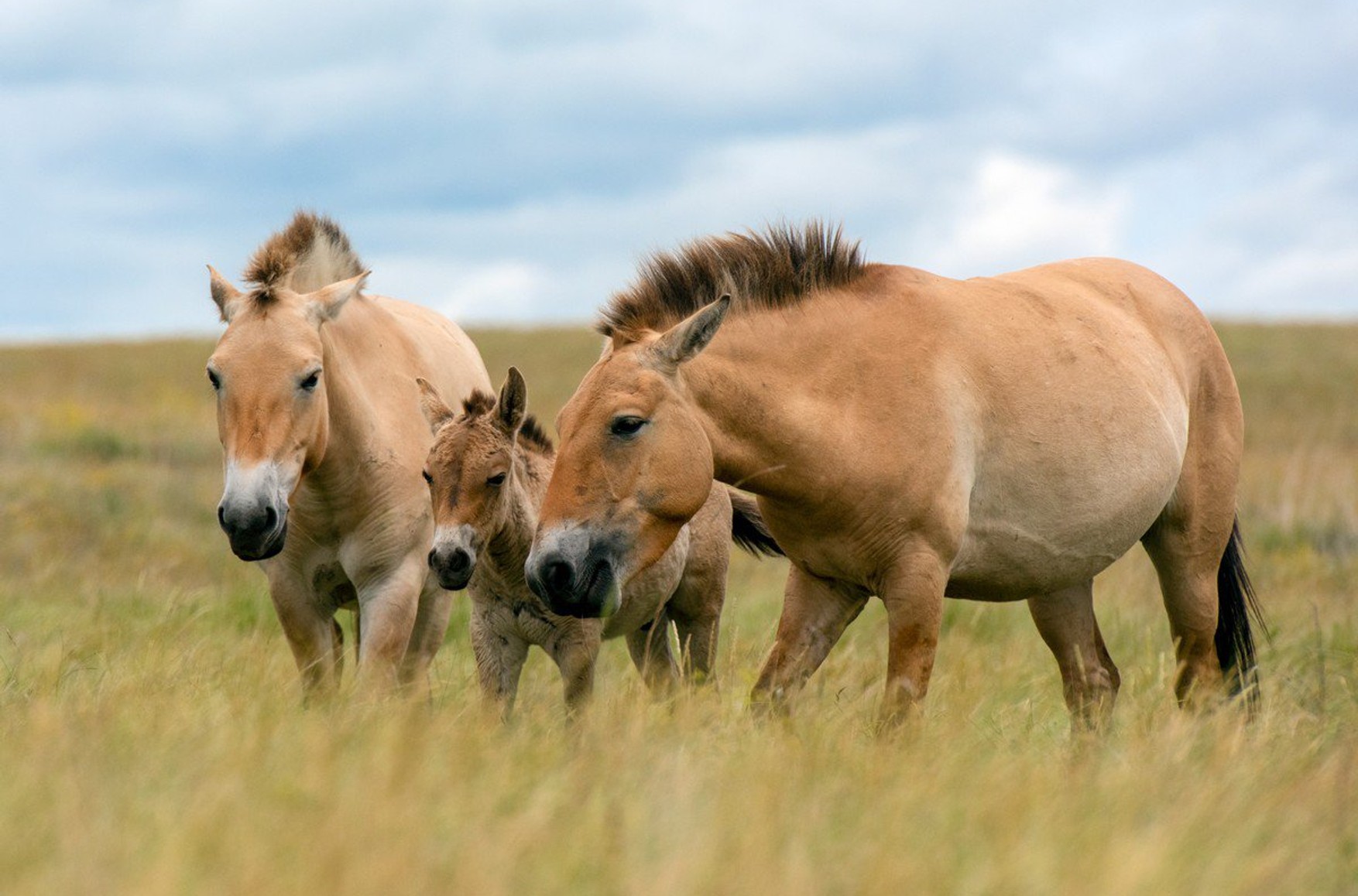 У Росії визнали ймовірно зниклими 11 видів тварин. Серед них - кінь Пржевальського