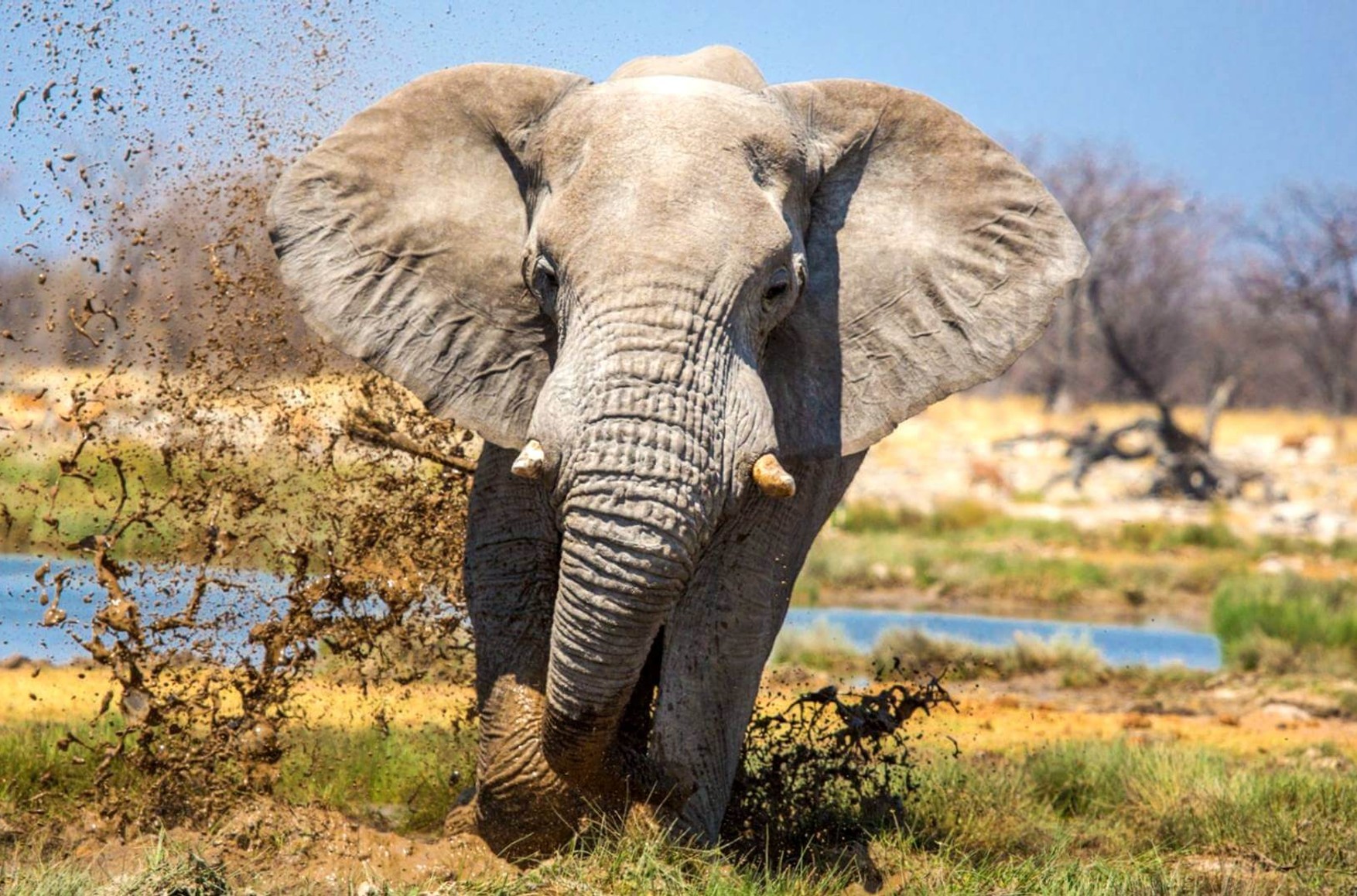 Браконьєри прискорили еволюцію африканських слонів. Вони стали частіше народжуватися без бивнів через полювання на них