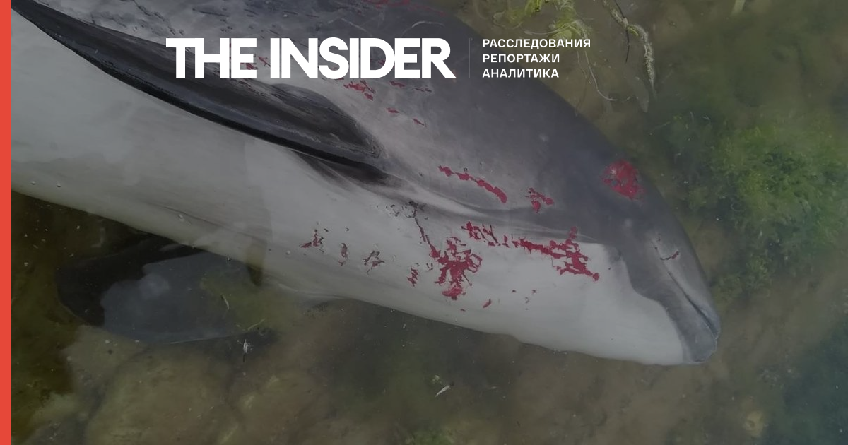 В Черном море массово умирают дельфины. Это может быть последствием войны — The New York Times