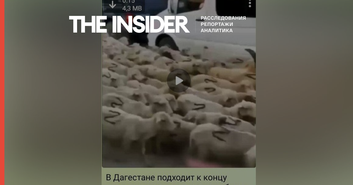 Минсельхоз Дагестана показал перегон овец с буквами «Z» на спинах под песню Газманова «Вперед, Россия»
