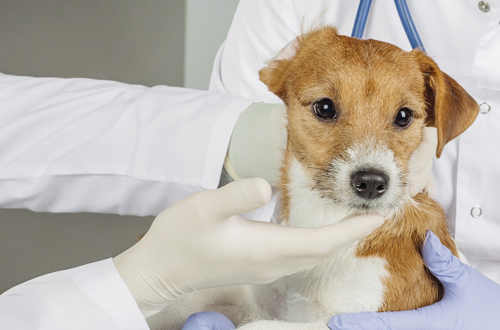 В России заканчиваются импортные ветеринарные препараты и вакцины, необходимые для вывоза питомцев за границу – «Медиазона»