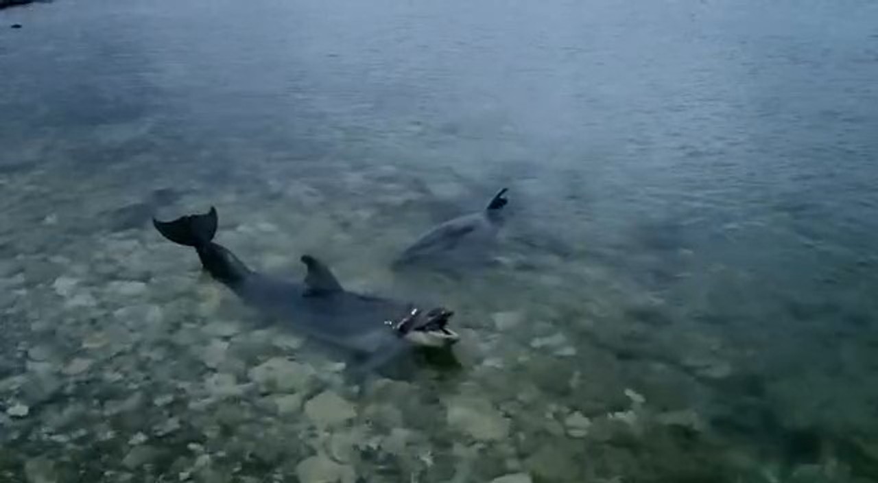 Директор севастопольского дельфинария выпустил четырех дельфинов в море. Они прожили 10 лет в неволе и теперь могут погибнуть