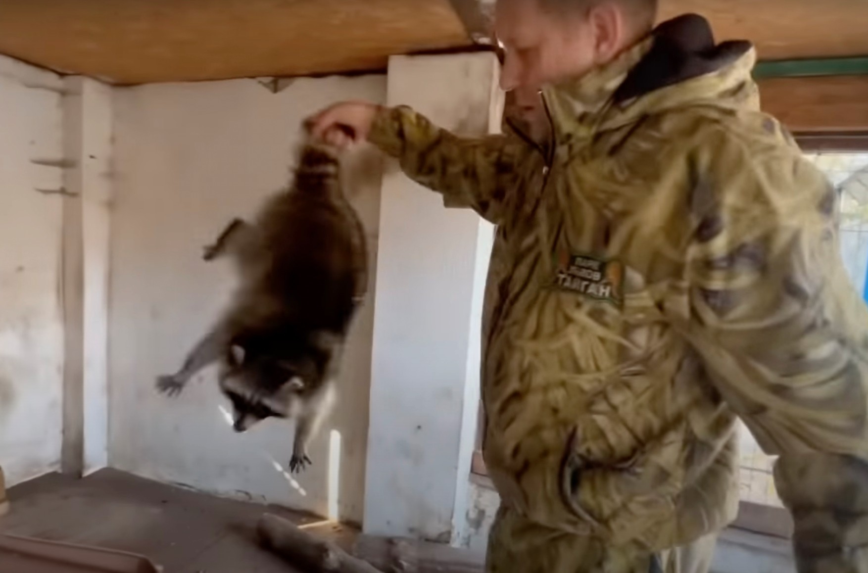 Опубликовано видео кражи енота, ламы и ослика из Херсонского зоопарка