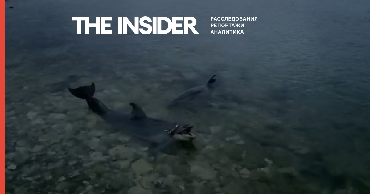 Директор севастопольского дельфинария выпустил четырех дельфинов в море. Они прожили 10 лет в неволе и теперь могут погибнуть
