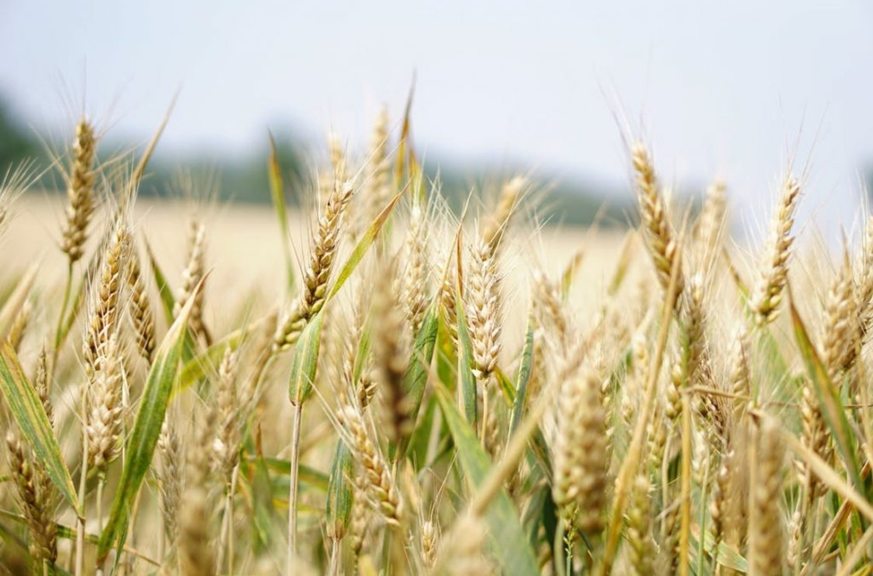 Египет расторг контракт на покупку 240 тысяч тонн пшеницы из Украины. Накануне Каир посетил Лавров