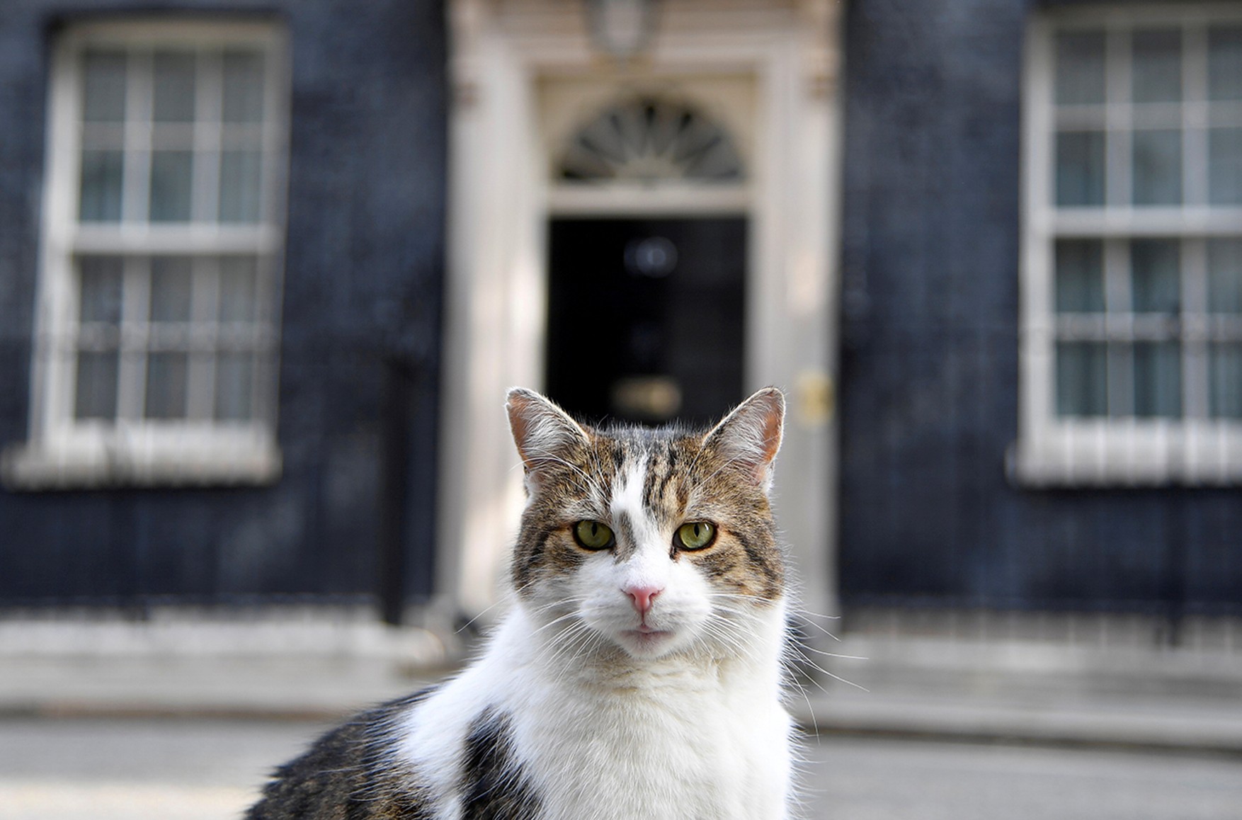 В Британии будет третий премьер с начала года. Авторы аккаунта кота Ларри с Даунинг-стрит предложили выбрать его