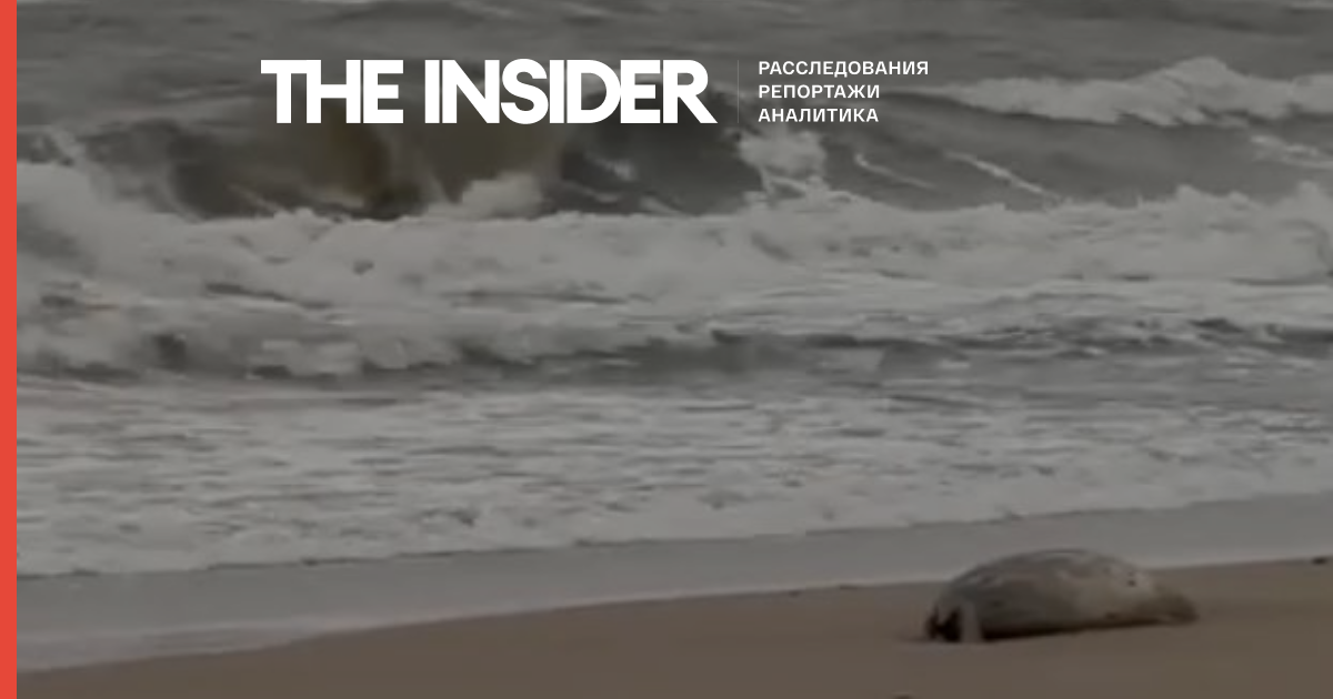 На побережье в Махачкале обнаружили около 700 мертвых тюленей. Видео