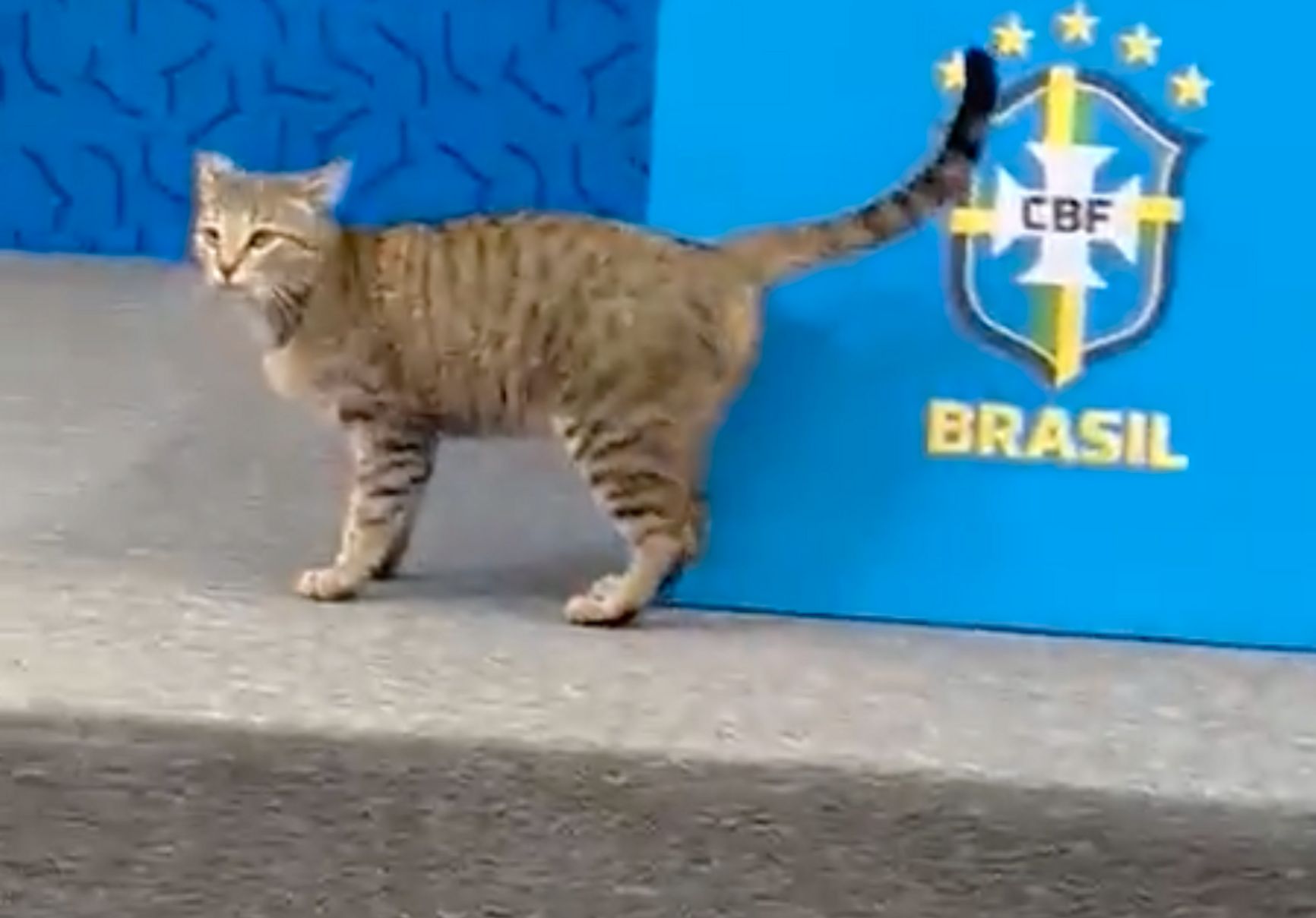 Пресс-атташе сборной Бразилии по футболу сбросил кота со стола и вызвал этим скандал