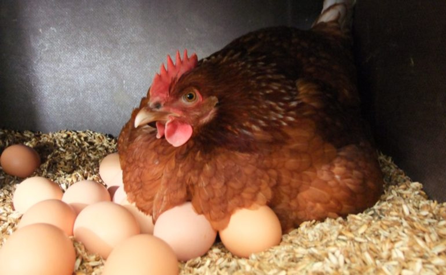 Американцы завели рекордное число домашних кур из-за роста цен на яйца